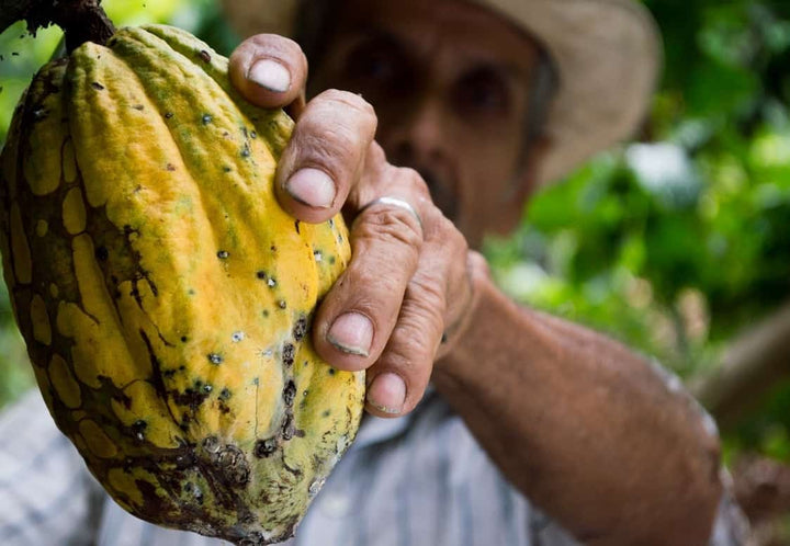 What Are Cocoa Solids?