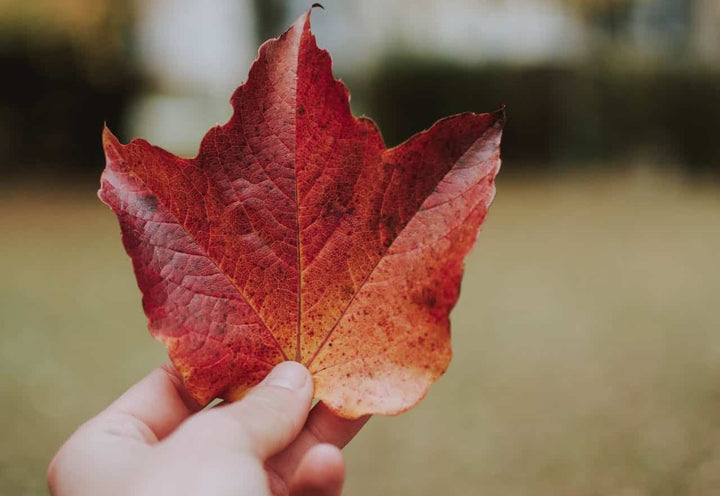 Can I Send Chocolate to Canada From the UK?