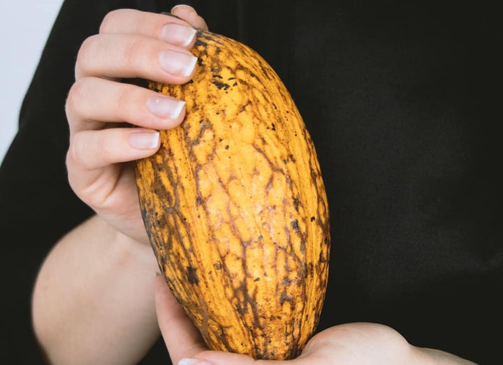 Is Chocolate Fermented?