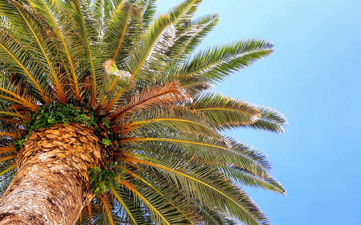 Hiding in Plain Sight: How Manufacturers Hide Palm Oils in Ingredients