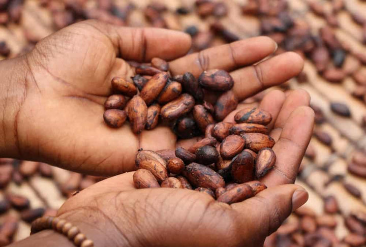 What Is Cacao Paste?