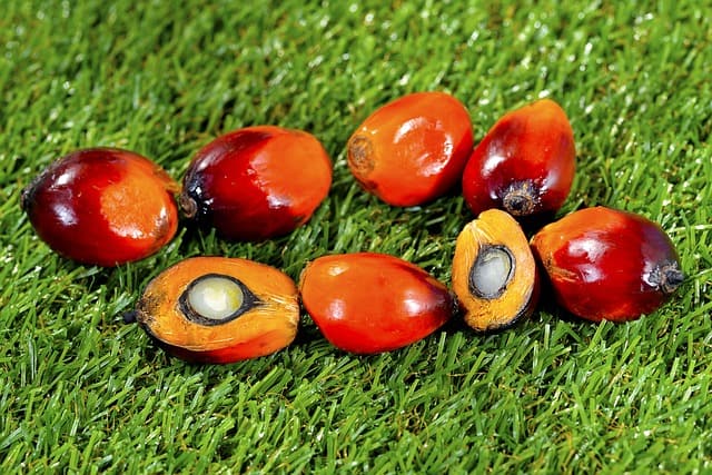 Why is Palm Oil Used in Chocolate?